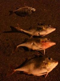 知多半島ウナギ釣行