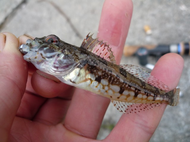 魚屋の波止釣り日記 敦賀釣行 エソとか