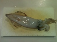 ・16日夜　17日夜釣行 2011/07/18 15:13:01