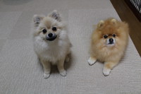 手作りささみジャーキー 2013/05/30 12:13:27
