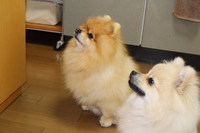 手作りおやつ 2013/06/06 12:31:11