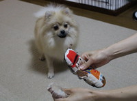 おもちゃ遊び 2013/09/06 15:54:58