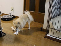 これぞ多頭飼い(^^) 2013/12/02 13:04:06