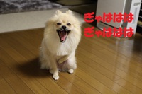 続　神戸マラソン 2013/11/21 17:58:02