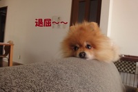 庭でＢＢＱ 2012/05/08 09:12:12