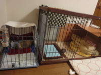 初めての多頭飼いに苦戦中 2013/01/07 14:51:03
