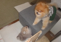 ナナファーム　（神戸市須磨区） 2013/02/04 07:06:28
