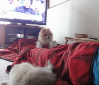 弱すぎる。。。 2013/02/23 12:40:24