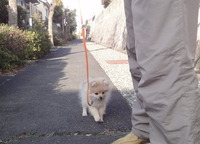 散歩デビュー 2013/03/05 13:55:57