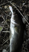 やっとこさ(-゜3ﾟ)ﾉ 2010/09/30 10:37:06