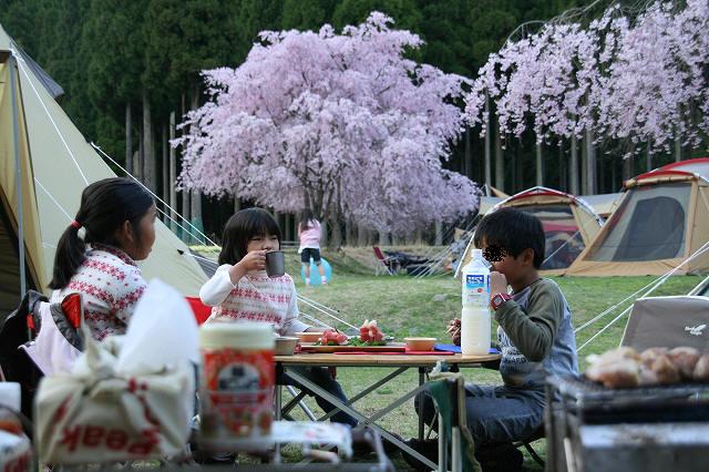 ＊　　夜桜宴　　＊　　リバーランズ角川　お花見キャンプ