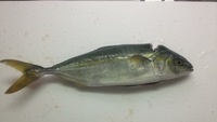 6月26日の記事
