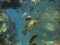 水族館に行く 2010/05/25 00:05:16