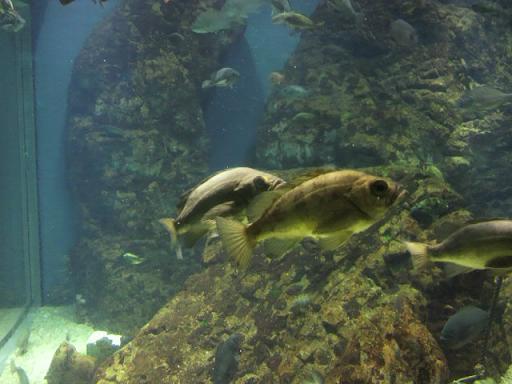 水族館に行く