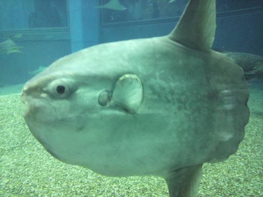 水族館に行く