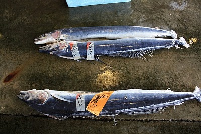 気仙沼魚市場（１）
