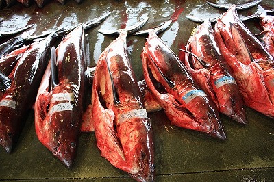 気仙沼魚市場（１）
