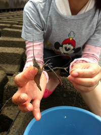 そろそろ手長エビですよ！