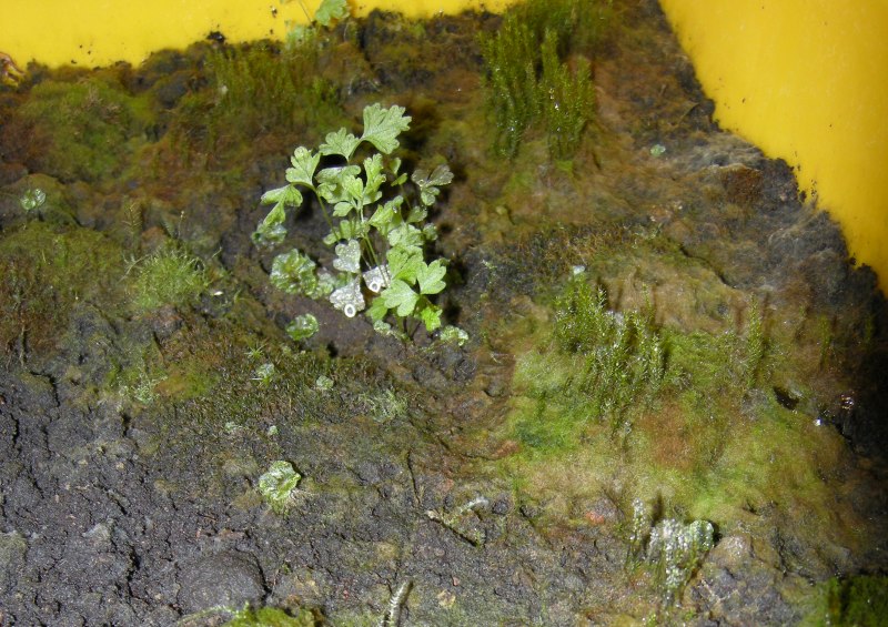 苔を栽培しています メイン山苔の雑草を除去