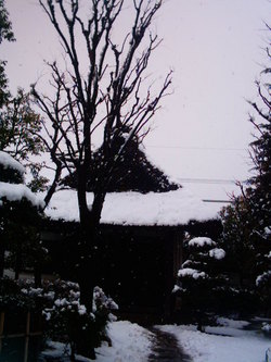 雪の中をトボトボ・・　　-小平ふるさと村-