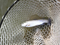 ベリーズ青柳釣行記・・・・完結編!!