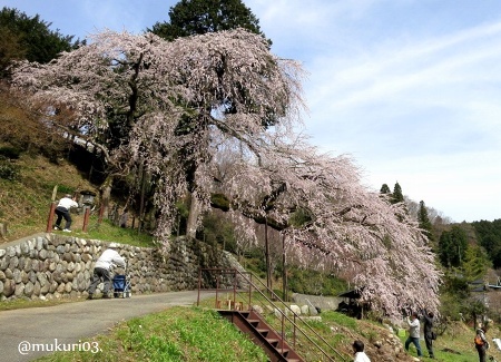 くよとの枝垂れ桜