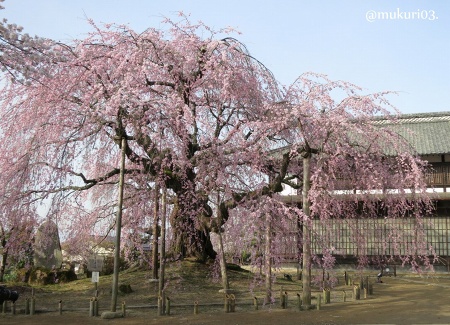 麻績の里 舞台桜
