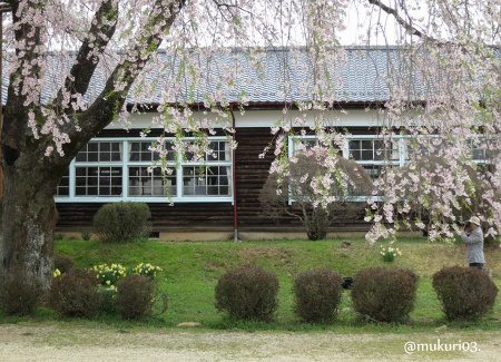 杵原学校の桜