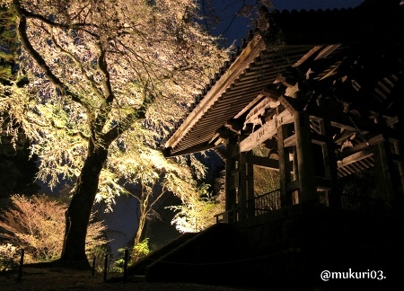 光前寺の夜桜