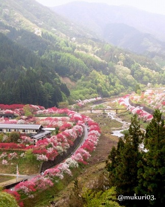 月川の花桃