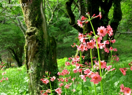 大池の九輪草