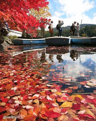 白駒の池 2013