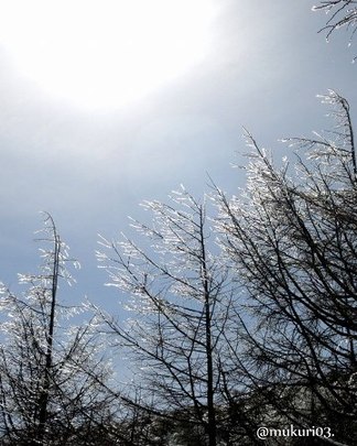 霧氷の森