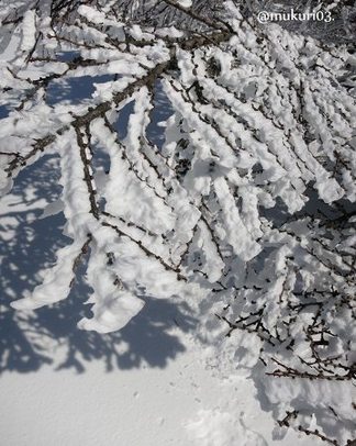 霧氷の森