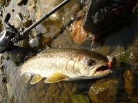 壮絶！！約4時間半1つの瀬で粘った僕の釣果！！激