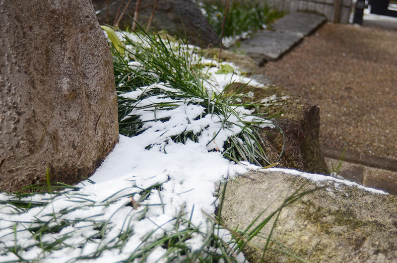 福岡は、雪模様でございます