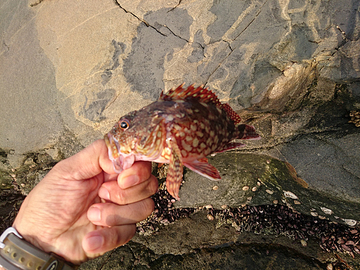 釣り人にもどる・・・