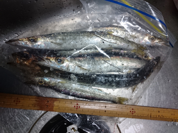 カマス釣りの奥義？