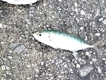生まれ故郷の釣納め?【復帰のための備忘録4月編】 生まれ故郷の釣納め?【復帰のための備忘録4月編】