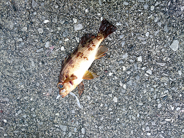 生まれ故郷の釣納め?【復帰のための備忘録4月編】 生まれ故郷の釣納め?【復帰のための備忘録4月編】