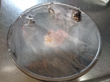 帰ってきた上げ潮魚休