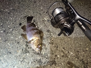 帰ってきた上げ潮魚休