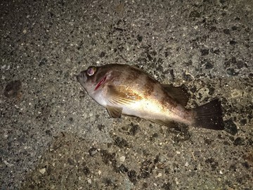 帰ってきた上げ潮魚休