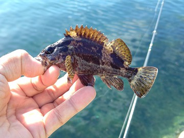 Fishing Or Tackle アジとホゴと と 夏休み釣り日記３