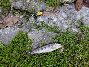 渓流ルアー釣り・・・という釣り 渓流ルアー釣り・・・という釣り