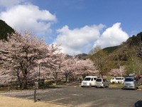 松田川でお花見キャンプ！(その2)