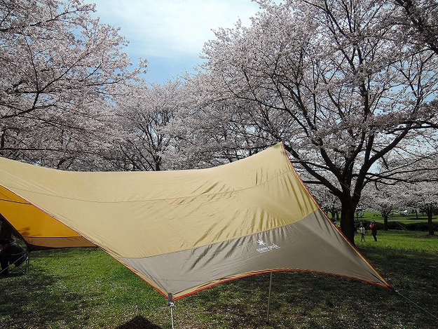 2016.4原っぱお花見キャンプ