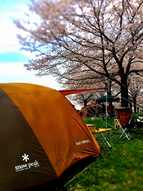 2016.4原っぱお花見キャンプ