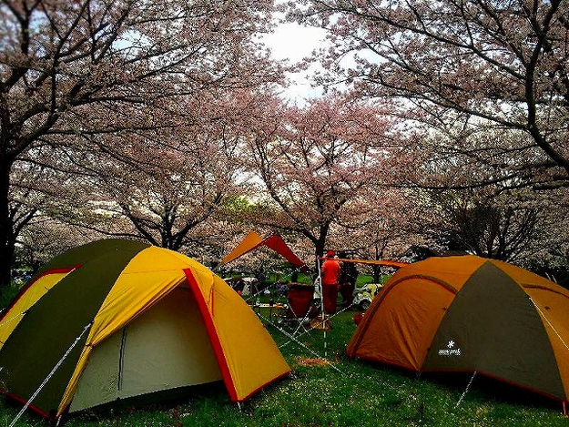 2016.4原っぱお花見キャンプ