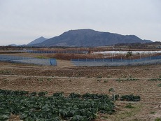 新年早々穴釣り後の角田山方面サイクリング：収穫を待つ冬キャベツ＠新潟